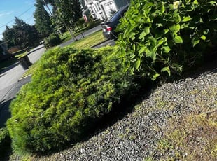 Bush Trimming by Steve Garcet for Darlene T. in Somerset, MA