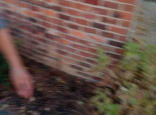 Bush Trimming by Elisha Nelson for Aaron M. in Columbus, OH