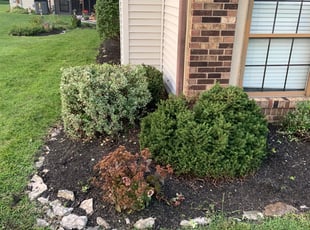 Bush Trimming by B.J. Schuetz for Natalie S. in Westerville, OH