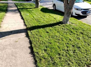 Bush Trimming by Thomas Byrd for Paula S. in Streamwood, IL