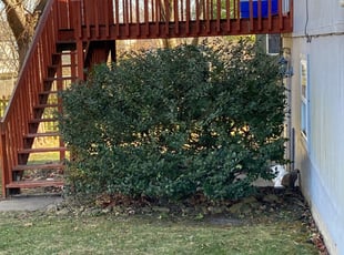 Bush Trimming by James Skivers for Nathan F. in Lee's Summit, MO