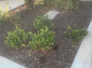 Weeding by Danelle Soriano for Le T. in Sacramento, CA