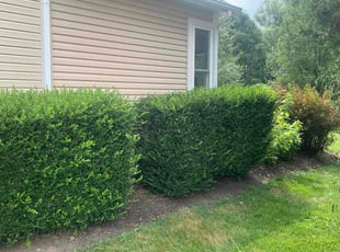 Carleen T.'s Flower Bed Weeding service result