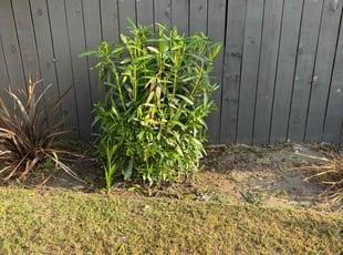 Bush Trimming by Fernando Gomez Rodriguez for Kara A. in Los Angeles, CA