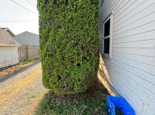 Bush Trimming by Aaron Faccone for Todd L. in Tacoma, WA