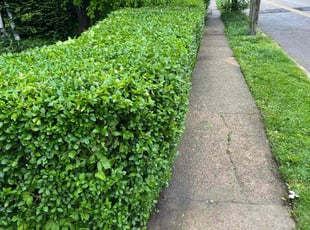 Bush Trimming by Eric Brooks for Kentina W. in Philadelphia, PA