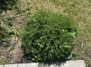 Bush Trimming by Ashley Daker for Jelani W. in Whitestown, IN