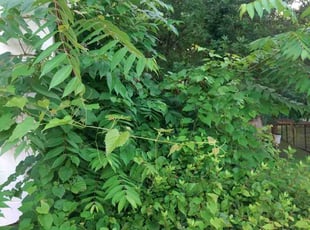 Brandon B.'s Bush Trimming service result