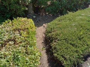 asma a.'s Flower Bed Weeding service result