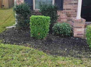 Weeding by Juan Guzman for Tifini A. in Houston, TX
