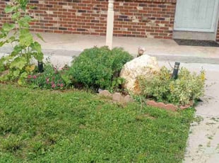 Weeding by Alley Parker for Joanna M. in Wheat Ridge, CO