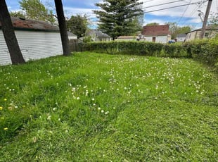 Leaf Removal by Kenneth Holden for Victoria L. in Warren, MI