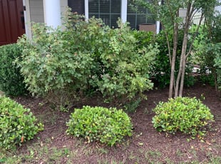 Bush Trimming by Micah Venegas for ADEYEMI A. in Charlotte, NC