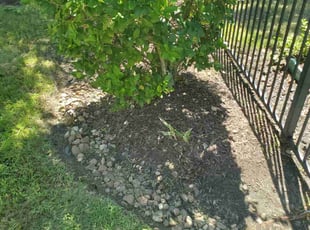 Weeding by Edgar Davila for Helena R. in Cypress, TX