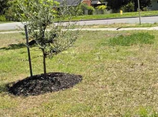 Bush Trimming by Muhjahid Islam for Trisha E. in Raleigh, NC