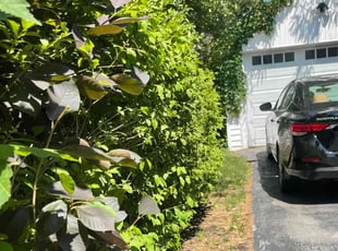 Bush Trimming by Homero Santos Martinez for Jeff D. in Wauwatosa, WI