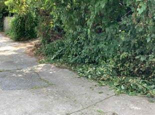 Bush Trimming by Samuel Jordon for Iz D. in Baltimore, MD