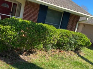 Bush Trimming by Alan Lewis for Chris H. in Houston, TX
