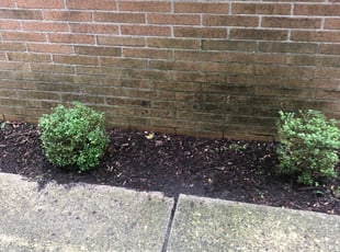 Bush Trimming by James White for Rachelle J. in Grand Rapids, MI