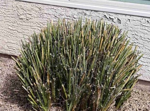 Bush Trimming by Marvin Gray for Genevieve L. in Phoenix, AZ