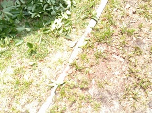 Bush Trimming by Marvel Carmichael for Deon A. in Altamonte Springs, FL