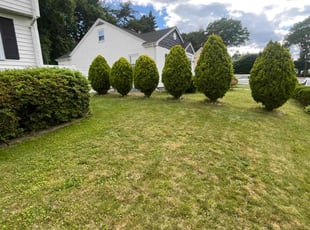 Chuck L.'s Bush Trimming service result
