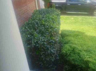 Bush Trimming by Dan Hume for Kelvin B. in Springdale, MD