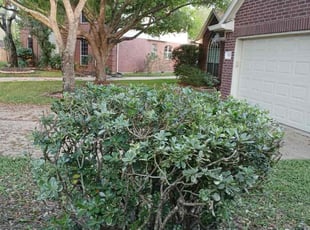 Bush Trimming by Ana Zelaya for Bruce M. in Missouri City, TX