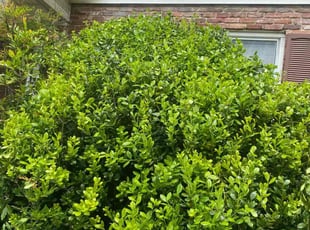Bush Trimming by Raymond Jackson for garrett l. in Tucker, GA