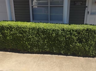 Bush Trimming by Jon Barnhart for Brianna B. in Euless, TX