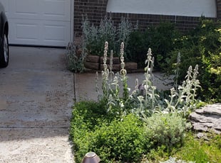 Weeding by ANGELA SHINAUT for Harry K. in Denver, CO