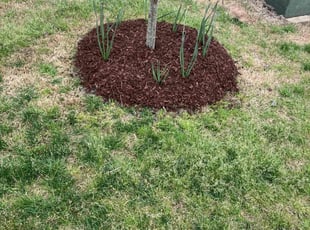 Mulching by Almonte Marshall for Venathy V. in Durham, NC