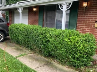 Bush Trimming by Cory Frederick for Robert F. in Westerville, OH