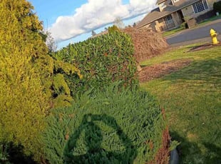 Bush Trimming by Adam Nestegard for Brittani T. in Lakewood, WA