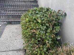 Bush Trimming by sanchez bernardo for Jeff D. in San Jose, CA