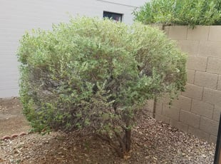 Bush Trimming by Jacob Tyler for Eddie L. in Scottsdale, AZ