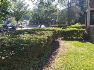 Bush Trimming by Chris Stewart for Ray B. in Washington, DC