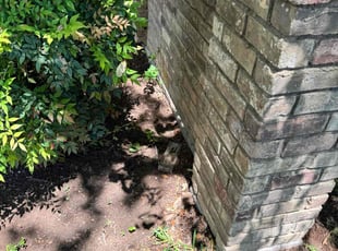 Leaf Removal by Joe Almanza for Nancy H. in Grand Prairie, TX