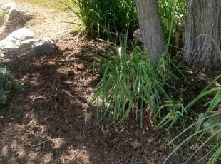 Weeding by Nathan Call for Kerry L. in Layton, UT