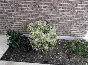 Bush Trimming by Manuel Gonzalez for Linard M. in Fort Worth, TX