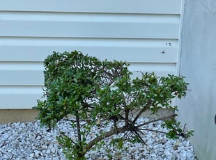 Bush Trimming by Kirk Swann for Katrina M. in Waldorf, MD