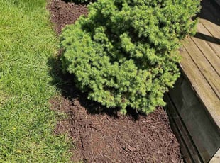 Landscaping by James Corbin for Sarah S. in Indianapolis, IN