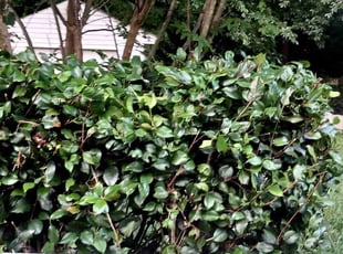 Bush Trimming by Javon Reaves for Kimberly S. in Pfafftown, NC