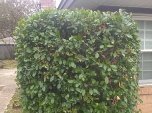 Bush Trimming by Gralin Johnson for 6917 Chippendale Dr Fort Worth, Texas 76134 D. in Fort worth, TX
