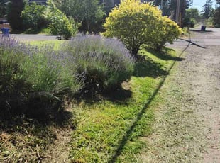 Sandy R.'s Lawn Maintenance service result
