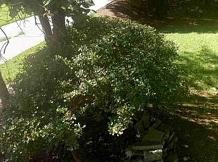 Bush Trimming by Enrique Juarez for Chris K. in Canton, GA
