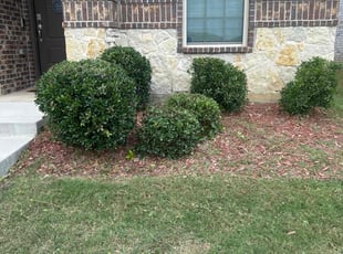 Chicora C.'s Bush Trimming service result
