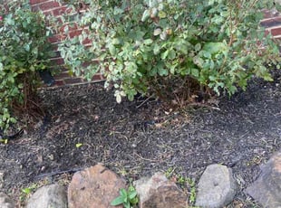 Weeding by Nabz S for Terri C. in Bristow, VA