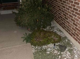 Bush Trimming by Adameus Marcum for Shannon J. in Northglenn, CO