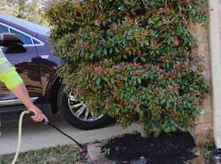 Weeding by Hector Cruz for Rosilene B. in Tomball, TX